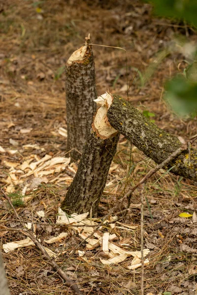 beaver tree damage - tree cut by beavers building a dam