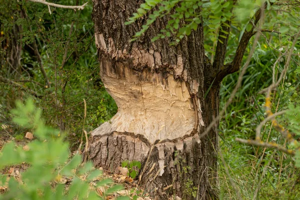 Beaver Tree Damage Big Tree Cut Beavers Building Dam — ストック写真