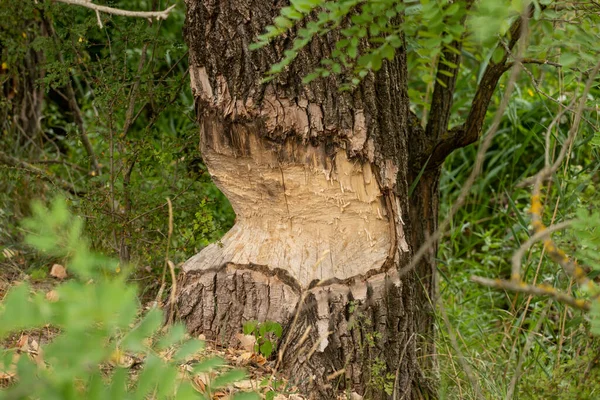 Beaver Tree Damage Big Tree Cut Beavers Building Dam — 图库照片