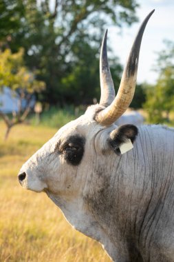 hungarian grey cattle in the field