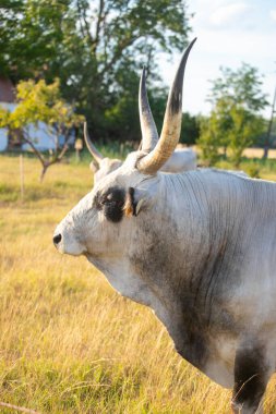 Macar gri sığırları tarlada