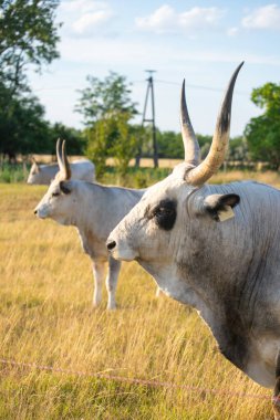 hungarian grey cattle in the field