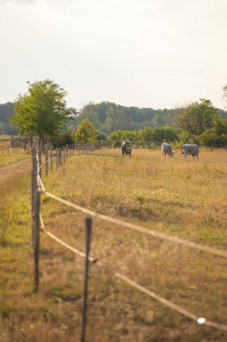 Macar gri sığırları tarlada