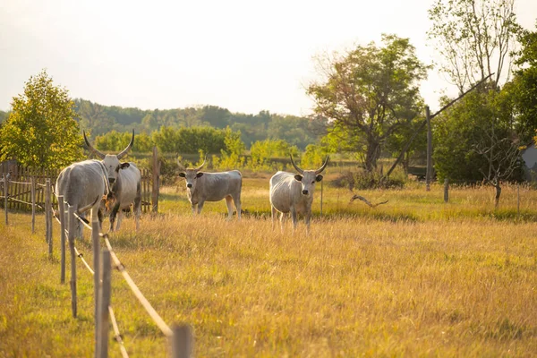 Hungarian Grey Cattle Field — Fotografia de Stock