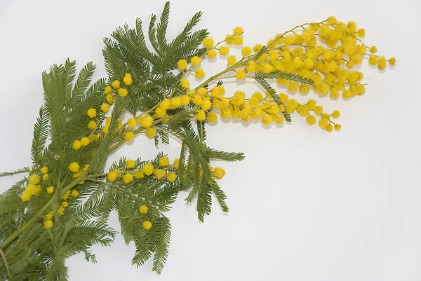 Día Internacional de la Mujer mimosa flor Imagen De Stock