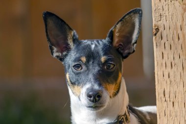 Oyuncak Tilki Teriyeri 'nin yüzüne yakın bir çekim. Küçük bir teriyer cinsi köpek yaz boyunca çimlerin üzerinde bir avluda..