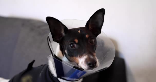 Leksak Fox Terrier Bär Justerbar Återhämtning Pet Protective Head Cone — Stockvideo