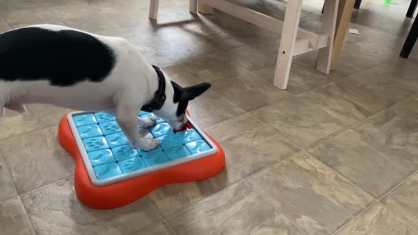 Toy Fox Terrier Dog Playing Treat Puzzle Toy — Vídeo de Stock