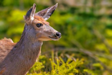 Ormanda geyik, Inglewood Ormanı 'nda geyik Calgary, Alberta, Kanada.