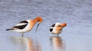 Baharda Kanada, Alberta 'da bir gölde asılı Amerikan Avocet' i
