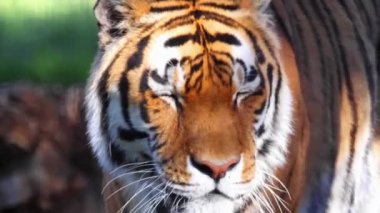 Sibirya kaplanına ya da Amur kaplanına yakın çekim. Bir kaplan alt türü Panthera tigris Rus Uzak Doğu, Kuzeydoğu Çin ve muhtemelen Kuzey Kore 'ye özgü..