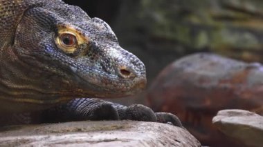Bir Komodo ejderhasına yaklaşan yavaş çekim geceleri dilini dışarı çıkarıyor.