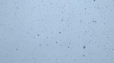 Kışın şiddetli bir kar yağışında uçan bir kuş.