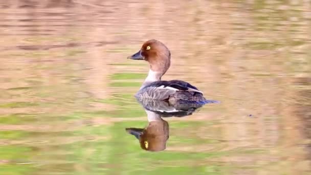 Ein Weibliches Goldauge Oder Einfach Goldauge Bucephala Clangula Ist Eine — Stockvideo