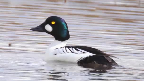 Maschio Adulto Comune Goldeneye Lago Bucephala Clangula — Video Stock