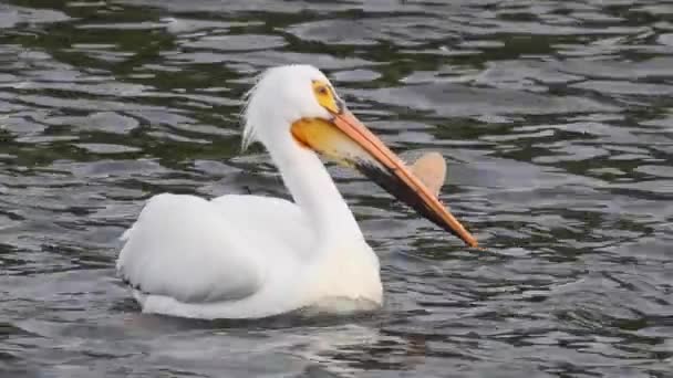 Pelícano Blanco Americano Río Gran Pájaro Acuático Volando Del Orden — Vídeos de Stock