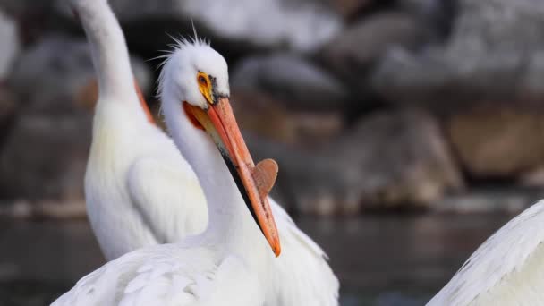 Ближче Американської Білої Пеліканської Голови Річці Великого Водяного Ширяючого Птаха — стокове відео
