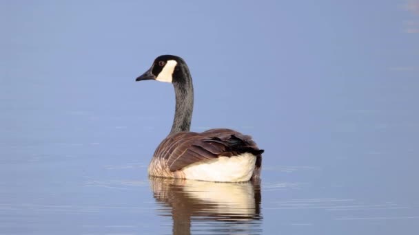 Eine Kanadische Gans Auf Dem Wasser Eine Große Wildgans Mit — Stockvideo