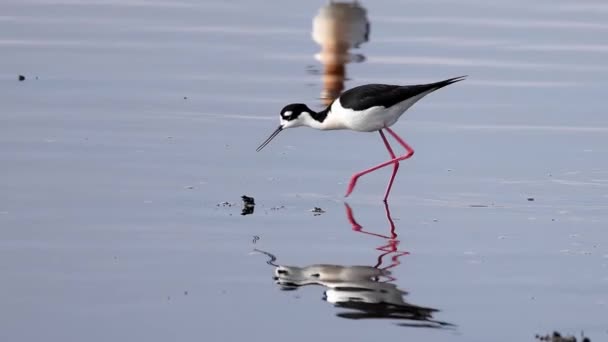 Ein Stelzenläufer Auf Nahrungssuche Einem See Alberta Kanada Während Des — Stockvideo