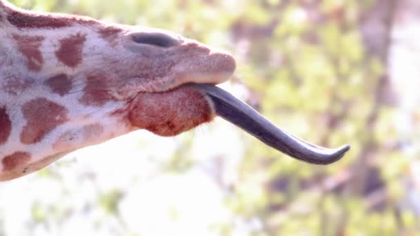 Ένα Κοντινό Μια Γλώσσα Καμηλοπάρδαλης Masai Αργή Κίνηση — Αρχείο Βίντεο
