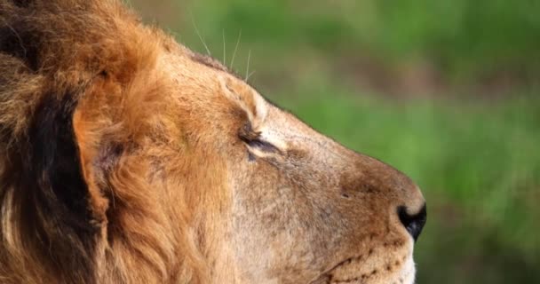 Gros Plan Lion Sur Son Nez Bouche — Video