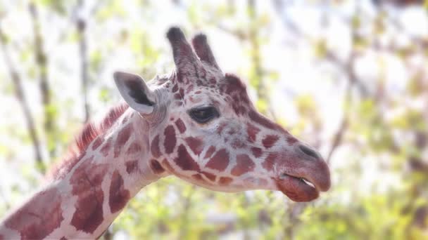 Een Langzame Beweging Van Een Giraffe Die Zijn Hoofd Oor — Stockvideo