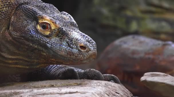 Långsam Rörelse Nära Komodo Drake Sin Tunga Natten — Stockvideo