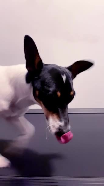 Zbliżenie Twarzy Psa Toy Fox Terrier Spacerującego Bieżni — Wideo stockowe