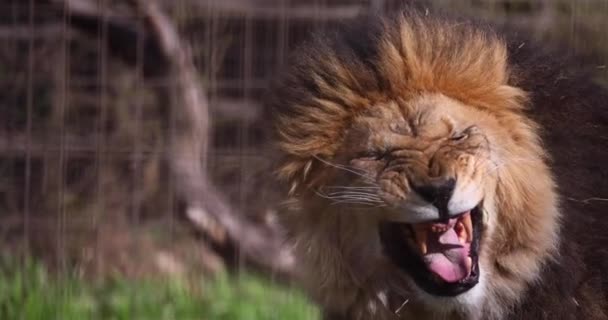 在炎热的一天里愤怒暴躁的狮子咆哮着 — 图库视频影像