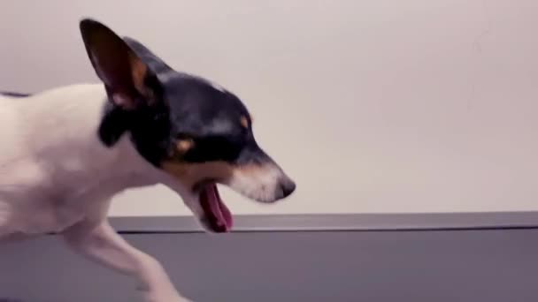 Zbliżenie Twarzy Psa Toy Fox Terrier Spacerującego Bieżni — Wideo stockowe