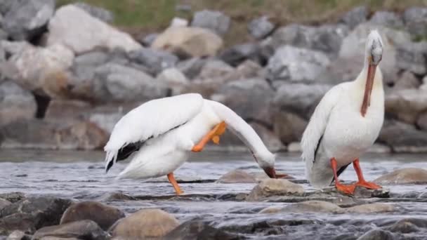 Ein Amerikanischer Weißpelikan Putzt Seine Federn Ein Großer Schwimmender Vogel — Stockvideo