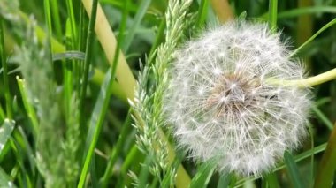 Yavaş hareket eden bir karahindiba kafası yeşil çimlerde rüzgarla hareket ediyor.
