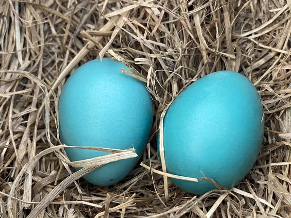 American Robin bright blue eggs hatching on a nest during spring.