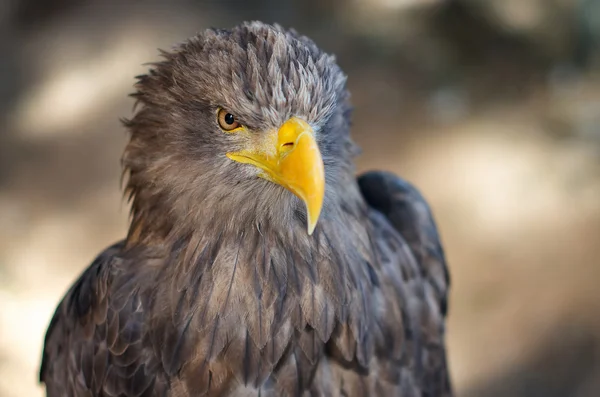 Eagle — Stock Photo, Image