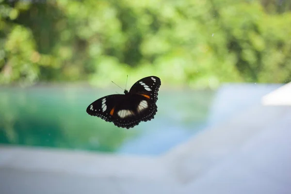 유리 위의 검은 색 이색 나비. 발리 섬 동물상 — 스톡 사진