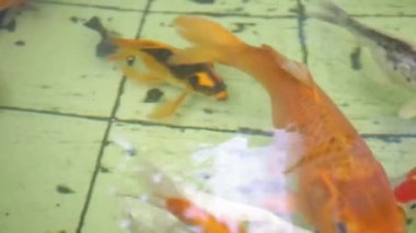 Bulanık çözünmüş balık, temiz ev havuzunda yüzüyor.