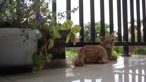Strach červená kočka na bouřlivý větrný den na balkóně — Stock video