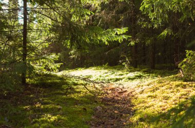 Güneş, köknar ağaçlarını ve sık ormanlardaki yeşil çayırları aydınlattı.