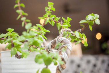 Bagajında tel olan Bonsai tarzı bir ağaç.