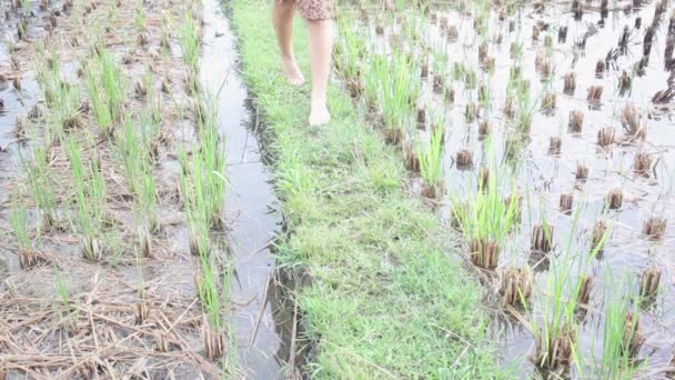 Mujer paseando por la tierra de la granja de arroz. Viajes Bali — Vídeo de stock