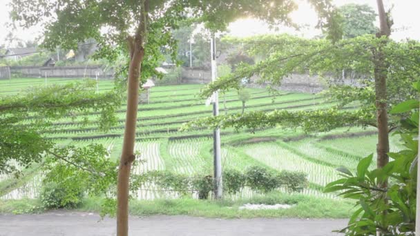 Délai de rizières vertes à Bali au coucher du soleil — Video