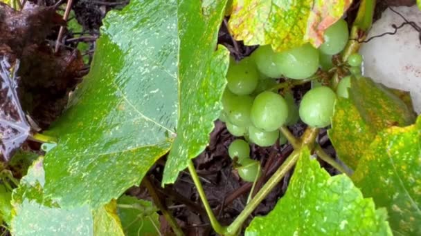 Капли дождя падают на листья зеленого винограда крупным планом — стоковое видео