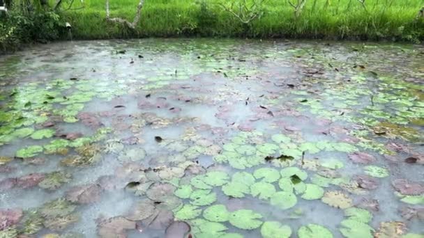 Lotus vijver op regenachtige dag textuur. Aziatische schoonheid — Stockvideo