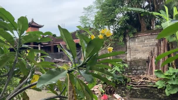 Bali, Indonesia - 23 novembre 2021: Plumeria in fiore contro la spazzatura galleggiante — Video Stock