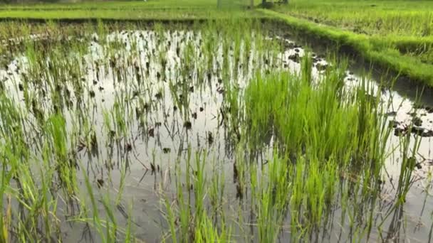 Молодой зеленый рис в грязной воде на фермерском поле — стоковое видео