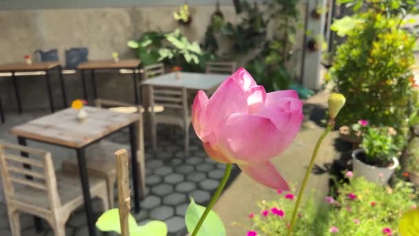 Fantastisk Nelumbo rosa lotus blomma i caféträdgården — Stockvideo