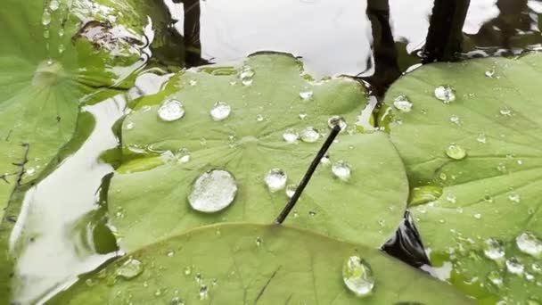 Hermosa gota de lluvia macro rocío en la hoja de lirio de agua — Vídeo de stock