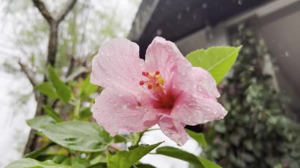 Różowy kwiat hibiskusa w tropikalnym deszczu na Bali — Wideo stockowe
