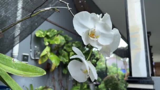 庭の雨の下で美しい白い蘭の花 — ストック動画