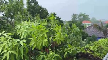 Güçlü rüzgar ve Bali yağmur fırtınası sallanan mango ağacı. Yüksek kalite 4k görüntü
